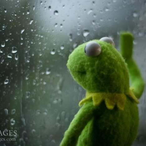 Kermit at window