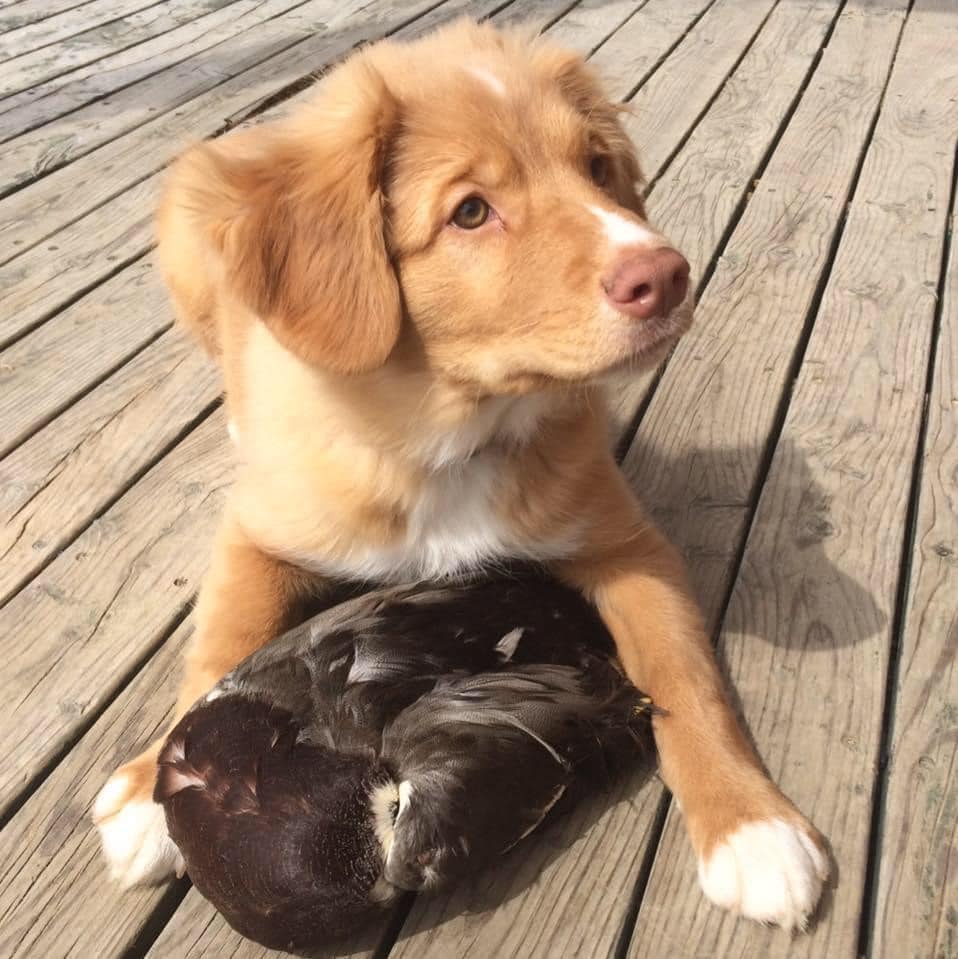toller pup