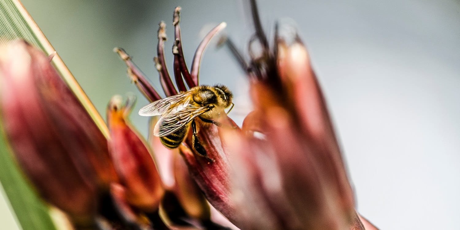Bee Bee